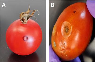 QTL and PACE analyses identify candidate genes for anthracnose resistance in tomato